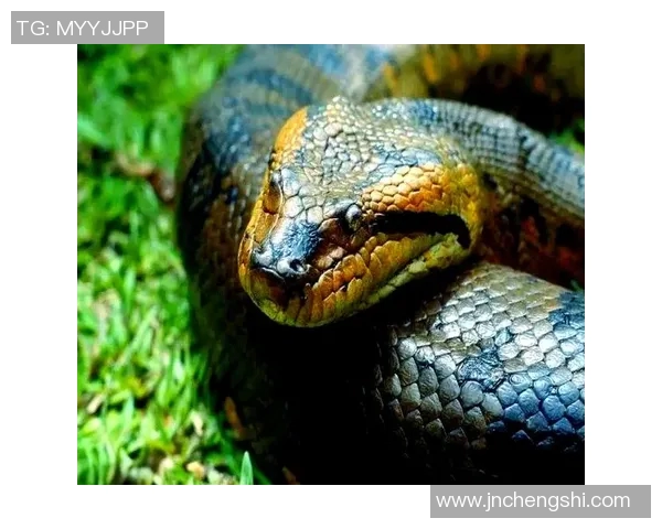 阿特纳斯与老虎大学的巅峰对决谁将赢得这场激烈的较量